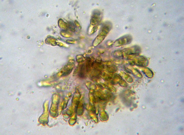 Mycena dal lungo gambo con micro delle spore